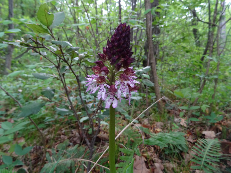 Orchis purpurea